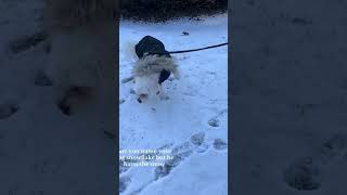 Mimic is mimicking a husky #funny