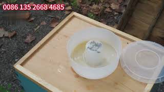 How to Use Rapid Bee Feeder