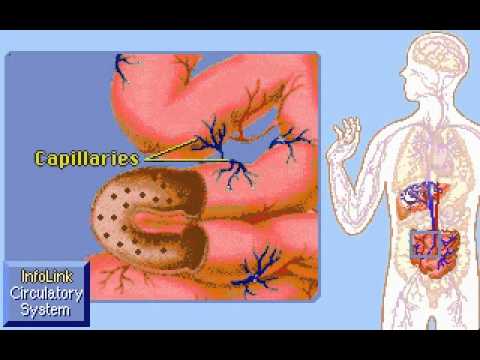 How is the circulatory system related to the digestive system?