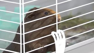 Uncommon pets up for adoption in Henderson
