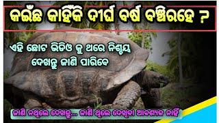 କଇଁଛ କାହିଁକି ଦୀର୍ଘ ବର୍ଷ ବଞ୍ଚିରହେ...ଜାଣିନାହାନ୍ତି ଯଦି ଶୀଘ୍ର ଜାଣି ନିଅନ୍ତୁ ସମ୍ପୂର୍ଣ୍ଣ ତଥ୍ୟ...#todaynews