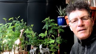 Creating a Bonsai Landscape, Feb 2017