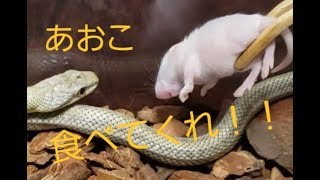 【アオダイショウ】ピンセットから食べてくれくれない【ファジーマウス】