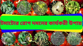 টমাটোর সকল রোগ বালাই দমনের কার্যকরী উপায়।An effective way to control all tomato diseases.