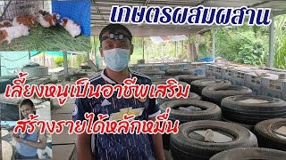 ทำเกษตรผสมผสานในพื้นที่น้อย เลี้ยงหนู จิ้งหรีด ผักสวนครัว มีครบ