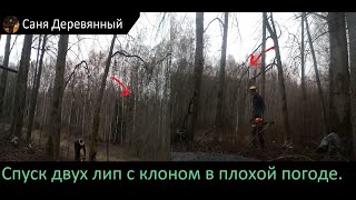 РАБОТА В ВЕТРЕ! Спуск двух лип в не самой лучшей погоде.