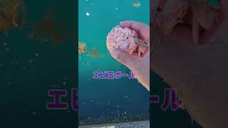 異常発生した堤防でえび玉落として大量魚を掬ってみよう…