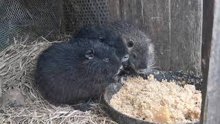 У нас з'явились новенькі 🐰. Закупили матеріали для крольчатників. Не дешеве задоволення.