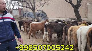 933062085 shoshiling bunaqasi kama kam