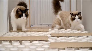 My 11 cats have distinctive characters! (Paper cup challenge)