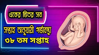 ৩৮ তম সপ্তাহের সবকিছু | সপ্তাহ অনুযায়ী গর্ভাবস্থা || Pregnancy week by week