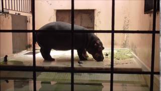 カバの食事シーン【姫路市立動物園】