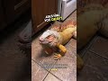 he caught his pet iguana eating dog food in the kitchen 🤣