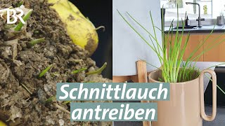 Schnittlauch vermehren