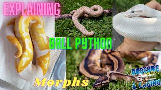How to ID Ball Python morphs