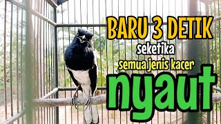 SUARA BURUNG kacer gacor NGEPLONG TARUNG ini paling AMPUH buat PANCINGAN KACER agar EMOSI