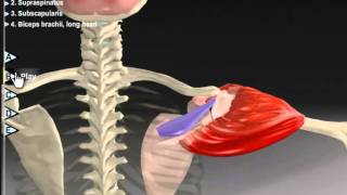 Shoulder Abduction: Muscle Motion, Kinesiology & Anatomy