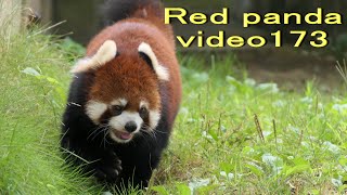 八木山レッサーリポート173 レッサーパンダ Red panda at Yagiyama zoo Video_173 八木山動物公園