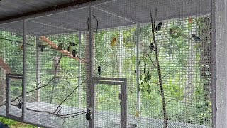 African Love Birds cage set up| Homemade Big cage at low cost|#lovebirds#cage