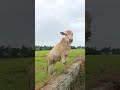 sapi lucu sapi joget sapi jinak suara sapi sapi moo sapi jantan reels