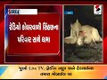 gir somnathના unaમાં સિંહ lion પરિવારના ધામા ॥ sandesh news tv cyclone tauktae