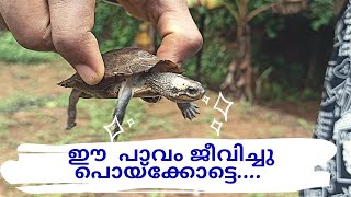 My New Turtle Friend/ഒരു ആമ വിശേഷം /Ranjini's Life Hut