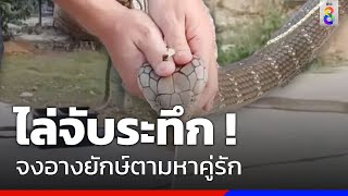 จับระทึก จงอางยักษ์ตามหาคู่ หมาไล่กัดเลื้อยเข้าบ้าน | Social Viral | ข่าวช่อง8