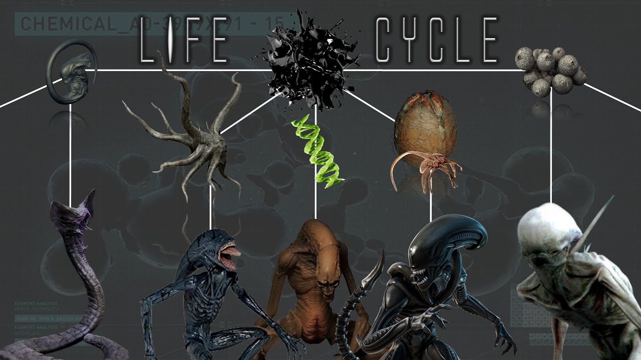 All 10 Different Life Cycles Of The Alien Xenomorphs - YouTube