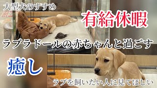 ラブラドールレトリバーの赤ちゃんと過ごす１日