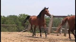 Focus Exclusive, Arabian mare