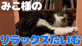 【DaiGo 猫】みこ様の可愛い寝姿でただただ癒されたい人以外は絶対に見ないでください【切り抜き】