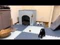 【隠し撮り】飼い主の留守中に大暴れする子猫【生後1ヶ月】