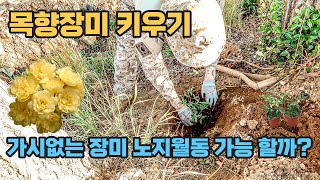 【목향장미 키우기】 노란 가시없는 넝쿨장미 너무 예쁨주의 🌼