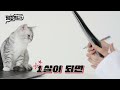 고양이 예방접종 백신 종류 및 접종 시기 가이드💉 멍냥백과 ep.17