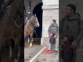 The way Horse looked at them was so cute #horse #royalguards #history #highlights