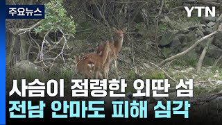 사슴 1,000마리가 점령한 외딴 섬...국민 생각은? / YTN