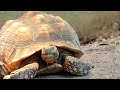 sevİmlİ kaplumbaĞa vİdeolari cute turtle vİdeos