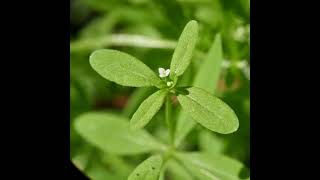 Galium trifidum (Three-petal Bedstraw)