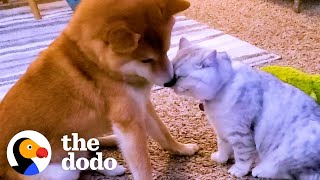 Dog Didn't Like Cuddling Until A Kitten Came Into His Life | The Dodo