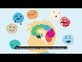 Brain Development