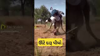 ઊંટ અને દારૂ પીવડાવ્યું || #viralvideo #viral #video #subscribe #shorts #short