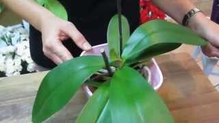 Cómo cuidar orquideas phalaenopsis