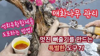 매화나무 석회유황합제 도포하는법/매화나무관리