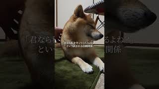 No-143 柴犬の寝相　リラックスランキングTOP5 #柴犬 #柴犬との暮らし #柴ちゃん