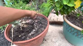 Adding Fertilizer to pineapple