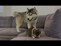 husky meets adorable puppy for the first time the cutest video ever