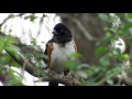 Eastern Towhee (Pipilo erythrophthalmus) Male - Call