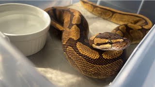 ボールパイソン 床材交換とか餌やりとか Ball Python, replacing substrate and feeding. etc...