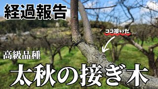 高級品質太秋の接ぎ木～経過報告～