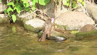 ヒヨドリの水浴び